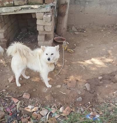 exchange with female puppy