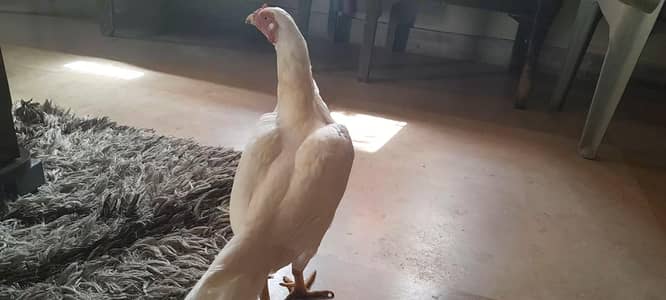 heera female