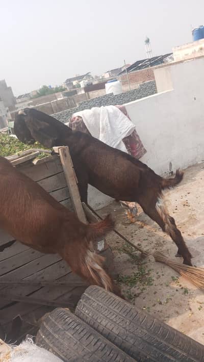 bakra