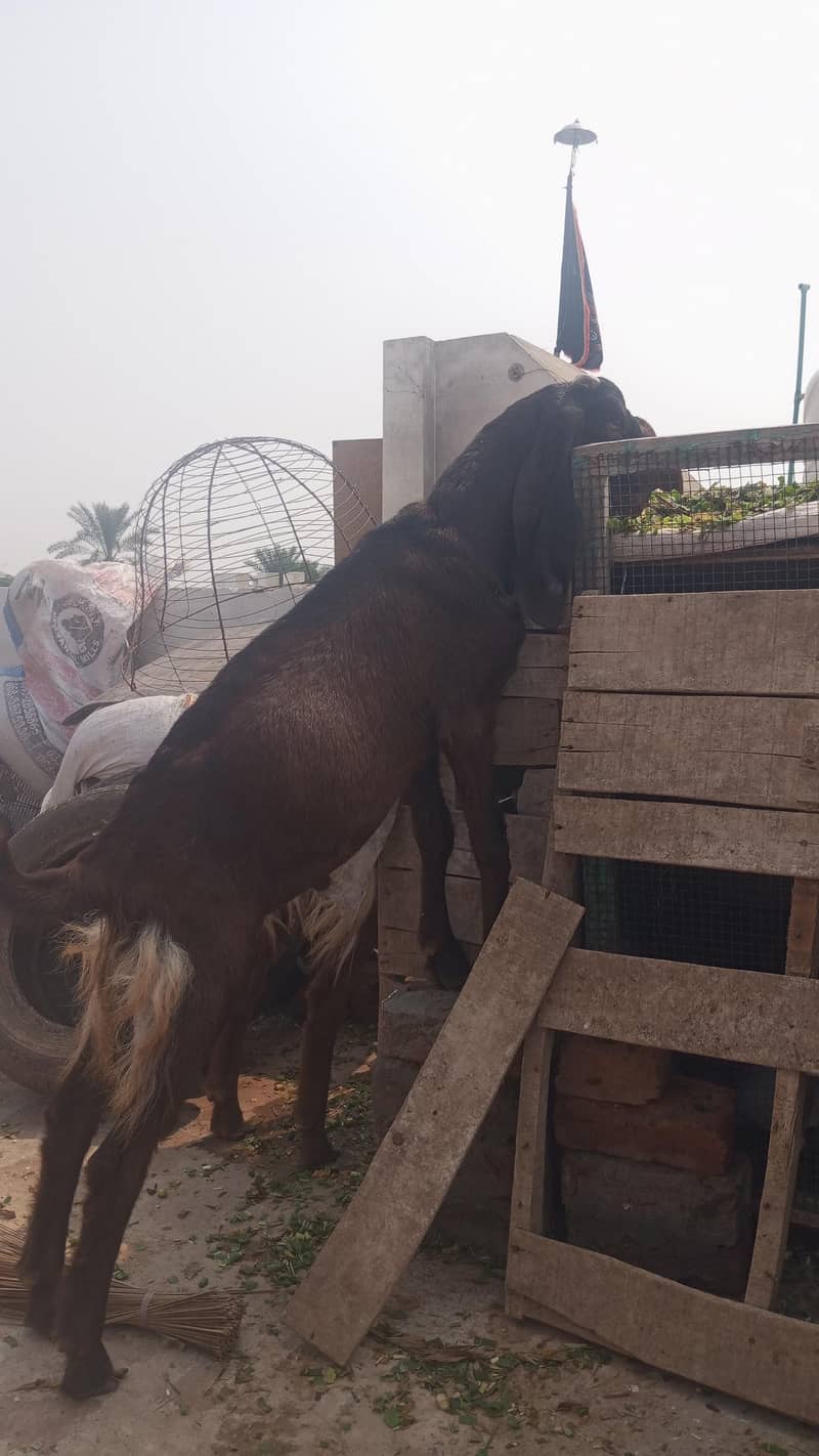 bakra 1