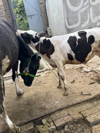 Holstein Friesian