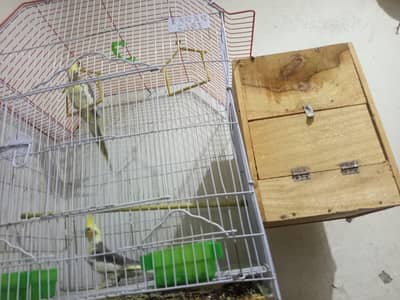 Beautiful Cockatiel Pair with Cage & Breeding Box – For Sale