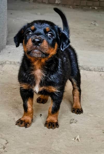 pure german rottweiler puppy | long tail | heavy bone