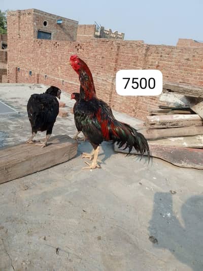 Aseel Murga