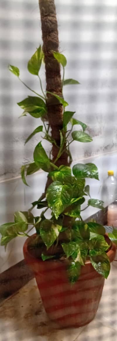 Money Plant