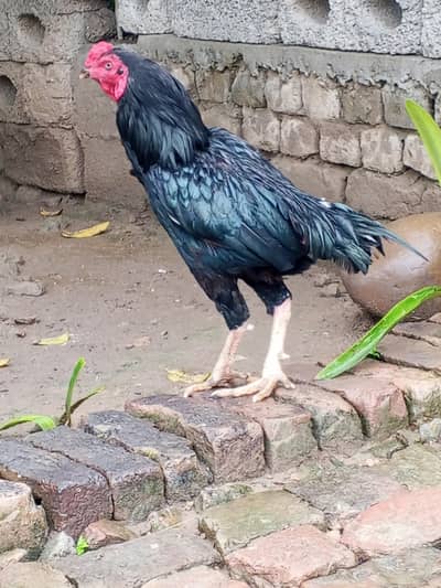 pure kala Mushki aseel 2.2kg Top Quality