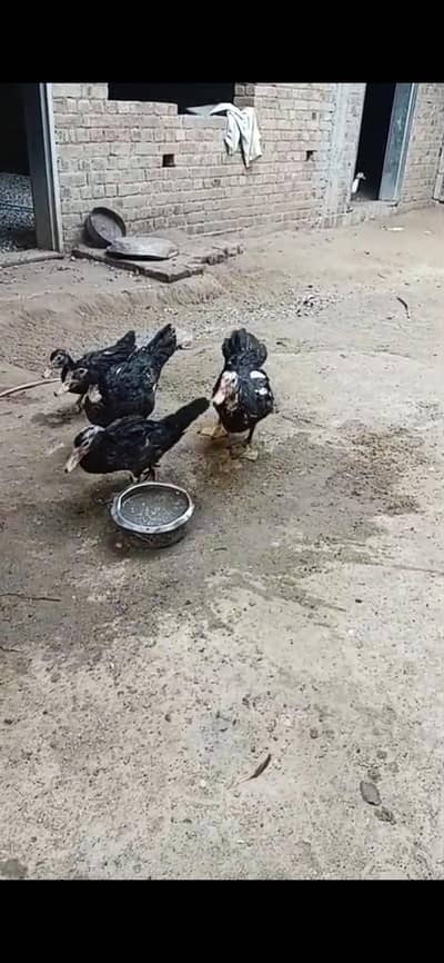 muscavi duck