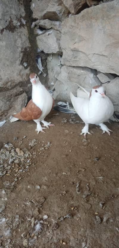 Fancy Pigeon