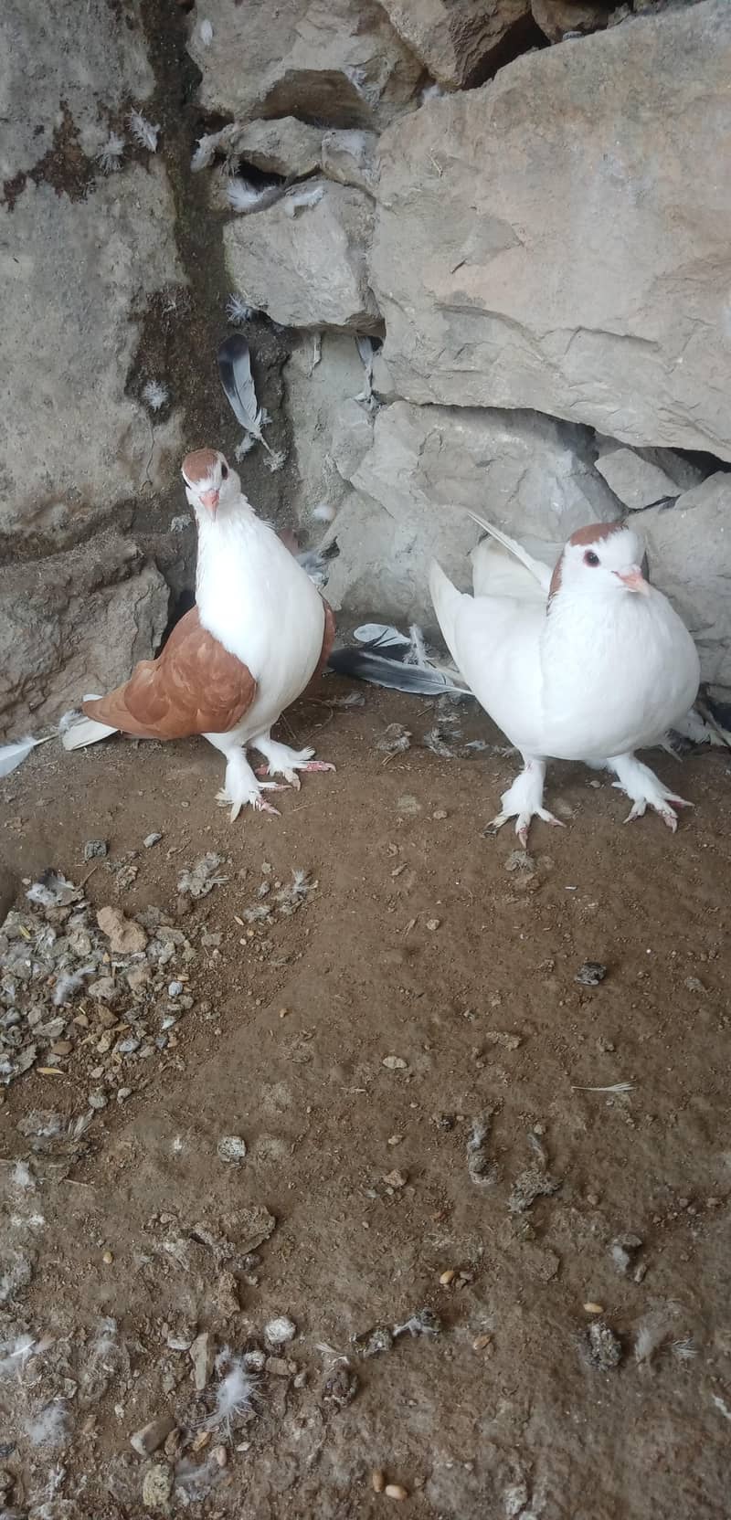 Fancy Pigeon 0