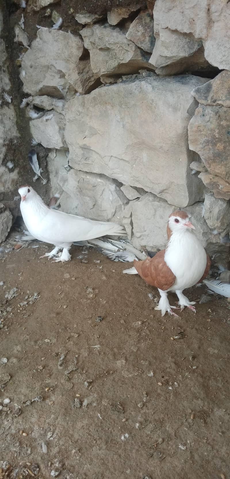 Fancy Pigeon 1