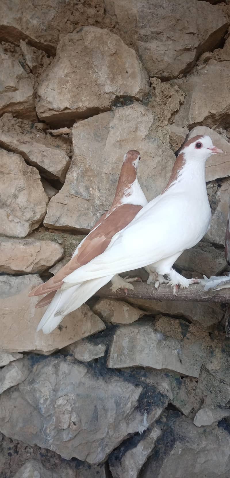Fancy Pigeon 2