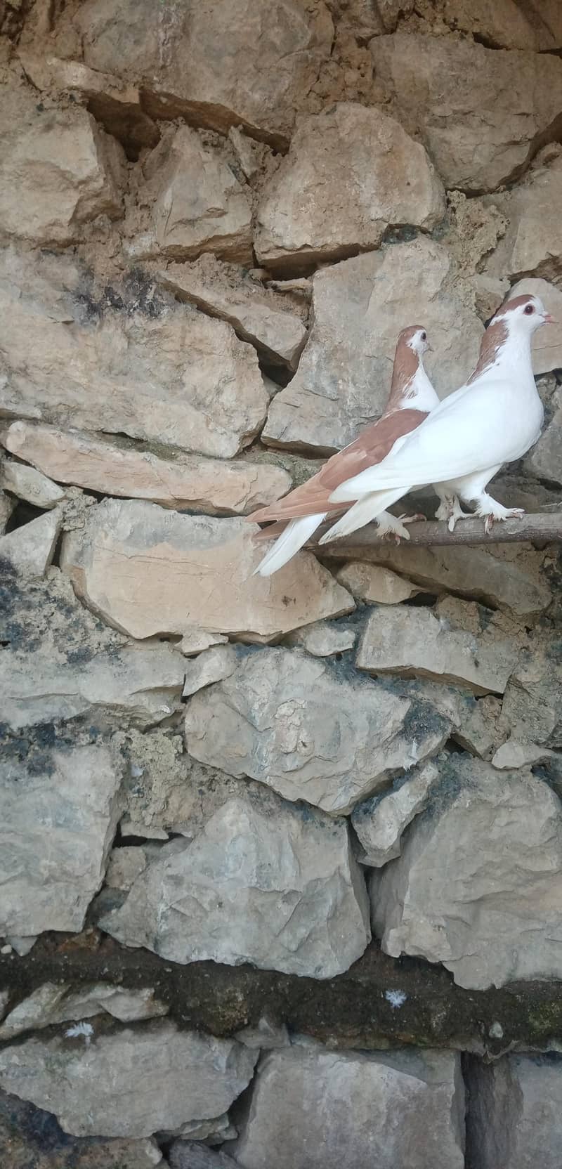 Fancy Pigeon 3