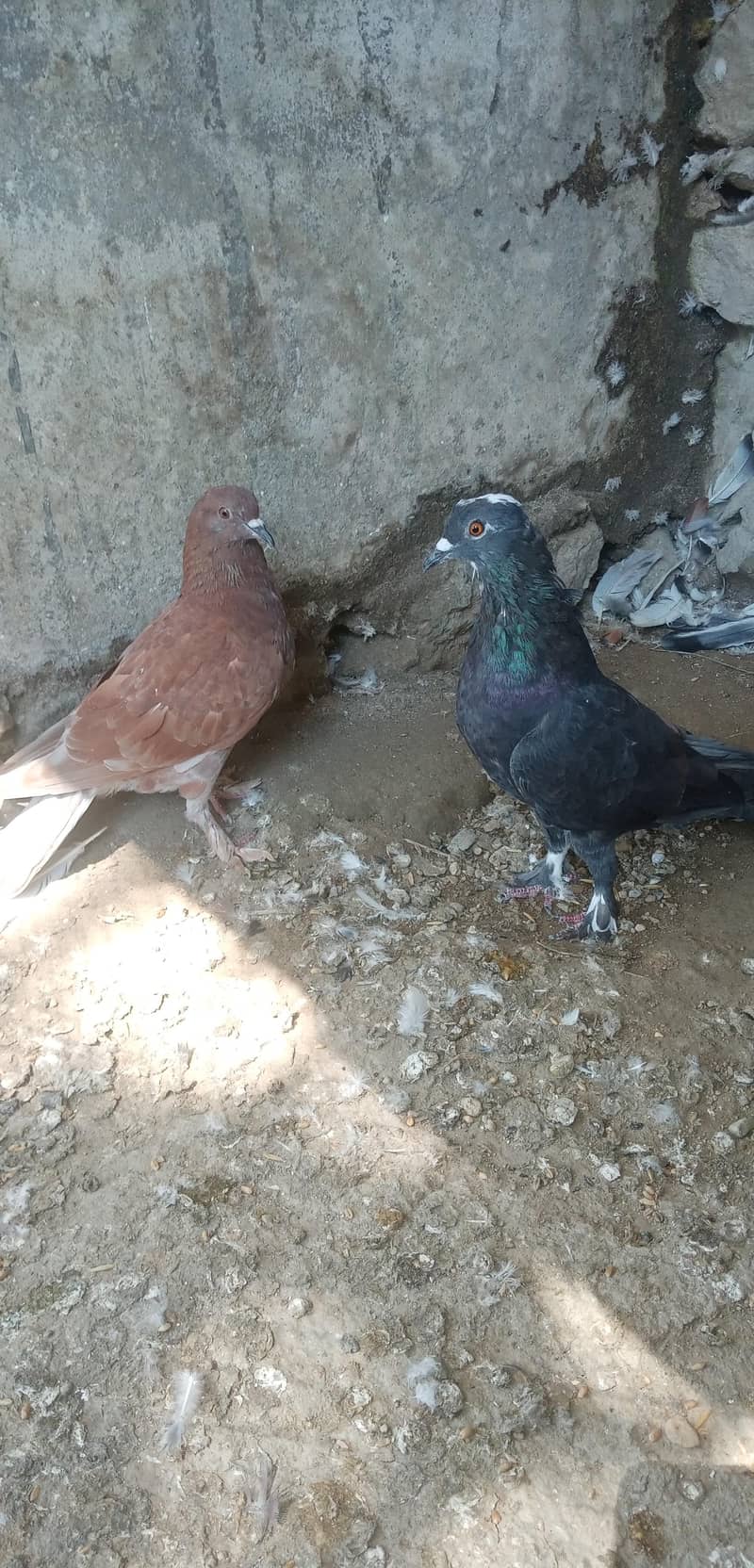 Fancy Pigeon 4