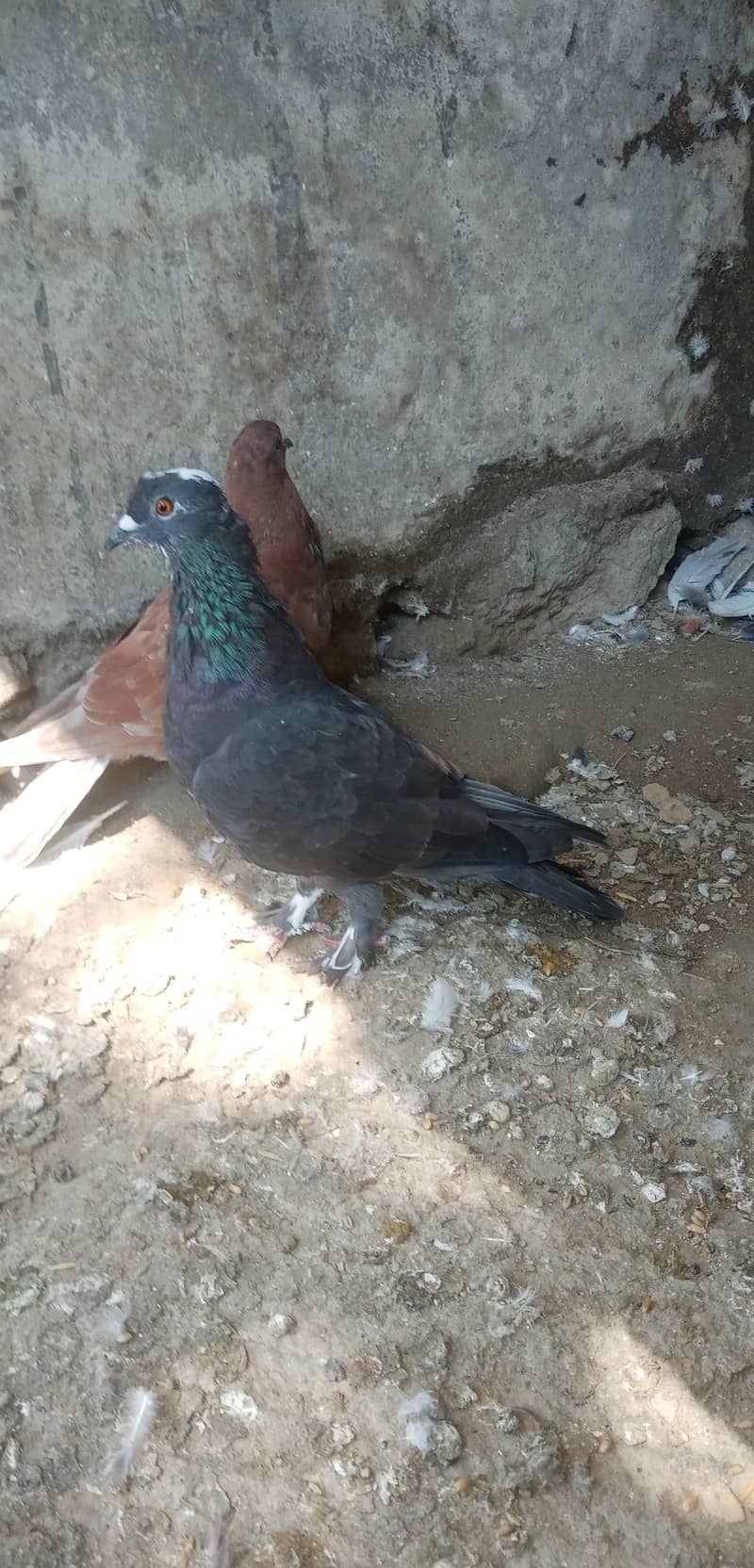 Fancy Pigeon 5