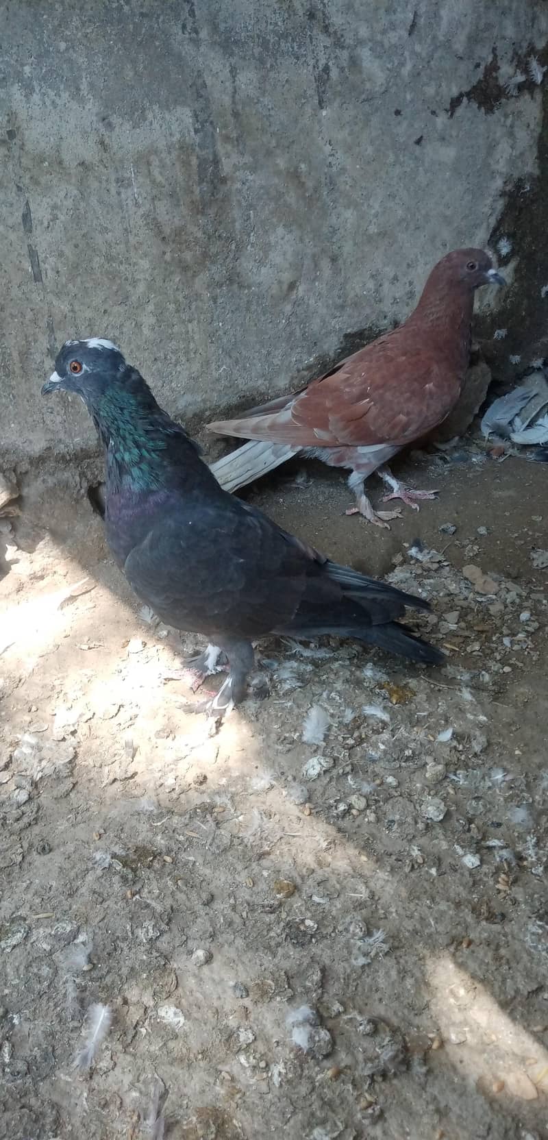 Fancy Pigeon 6