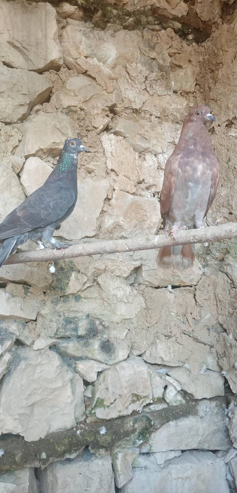 Fancy Pigeon 7