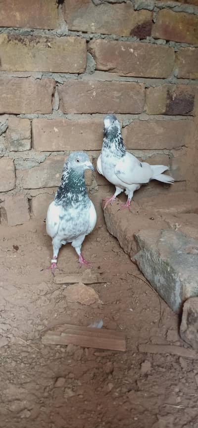 Breeders pair for sale contact 03405965839