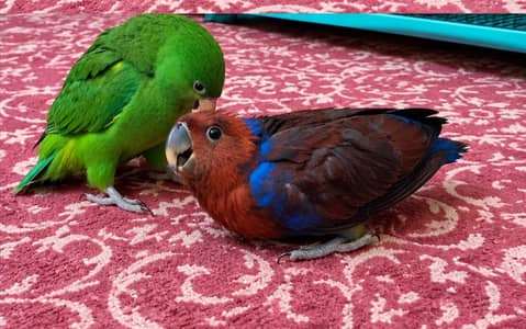 Eclectus Chicks