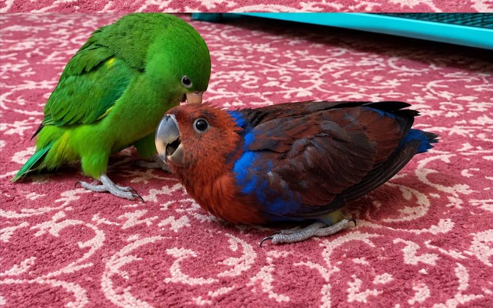 Eclectus Chicks 0