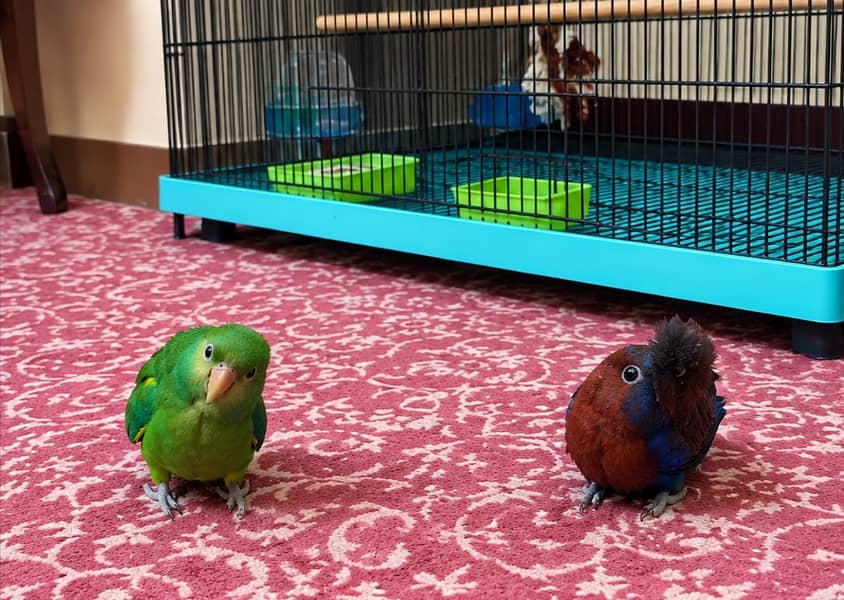 Eclectus Chicks 1