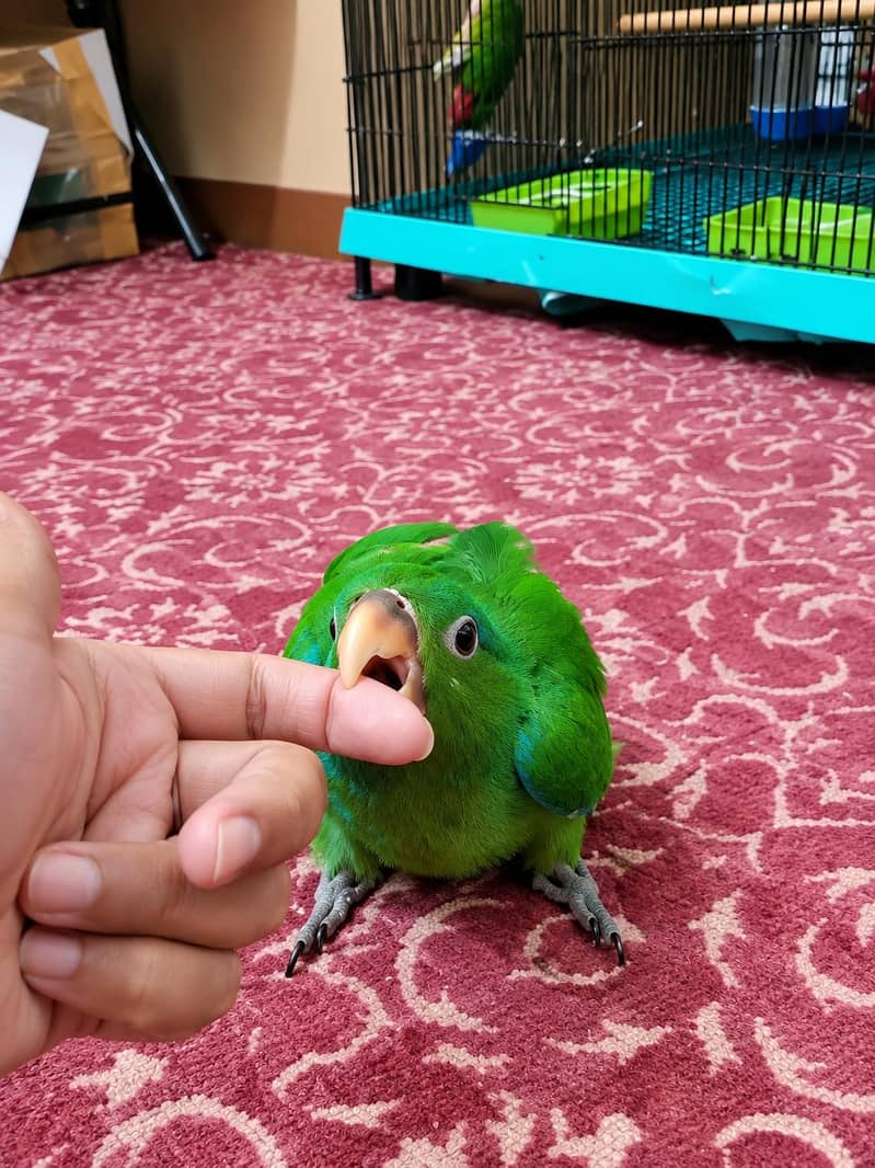 Eclectus Chicks 2