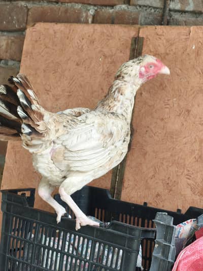 kruk Baroody Hen