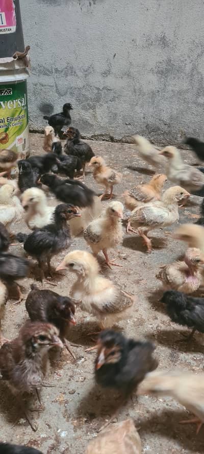gulabi teda male & turkey birds breeder pair