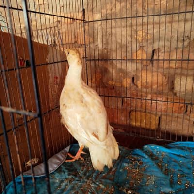 White Teetar Breeder Male