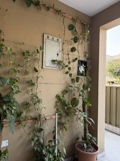 Money plant