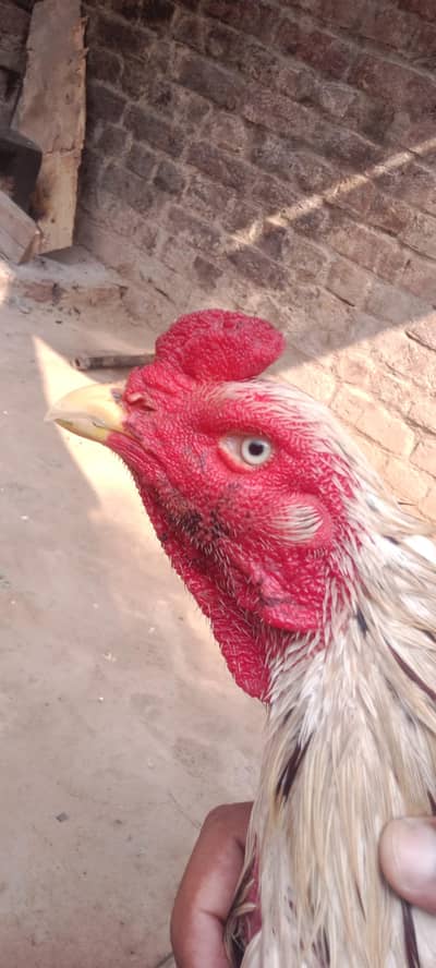 High quality long hite patha urgent for sale watsap 03074367867