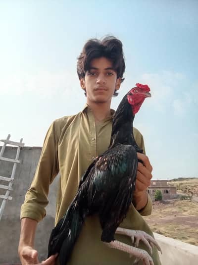 Aseel Murga