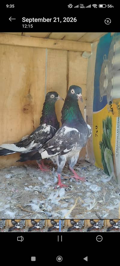 tedy breeder pair available