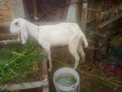 rajan puri bakri