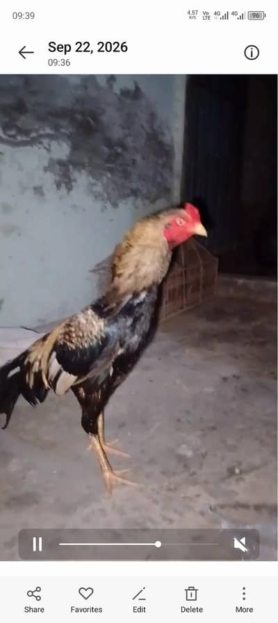 jawa aseel beautiful bird