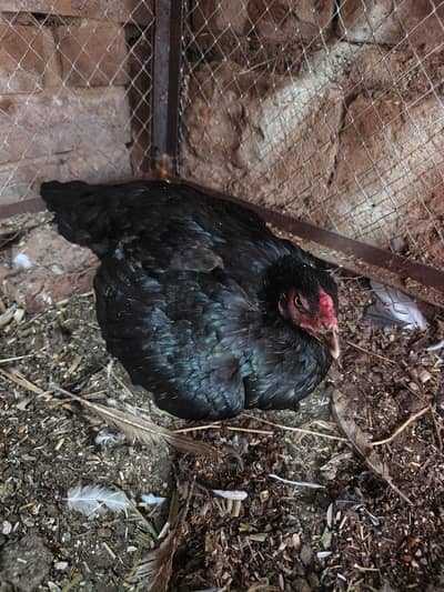 Kurak Aseel hen And Chicks