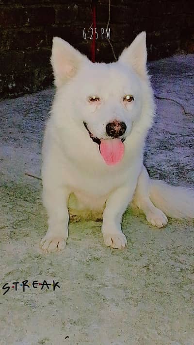 Russian dog for sale