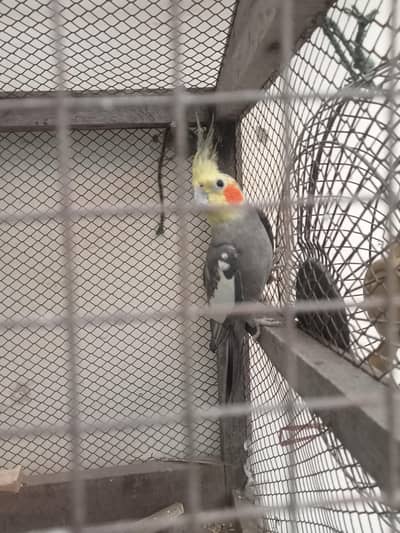 cocktail breeder pair + cage + breeding box