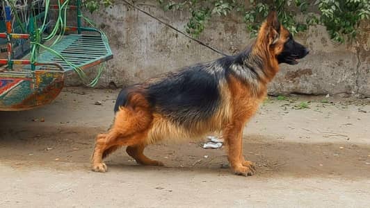 pink pedigree female