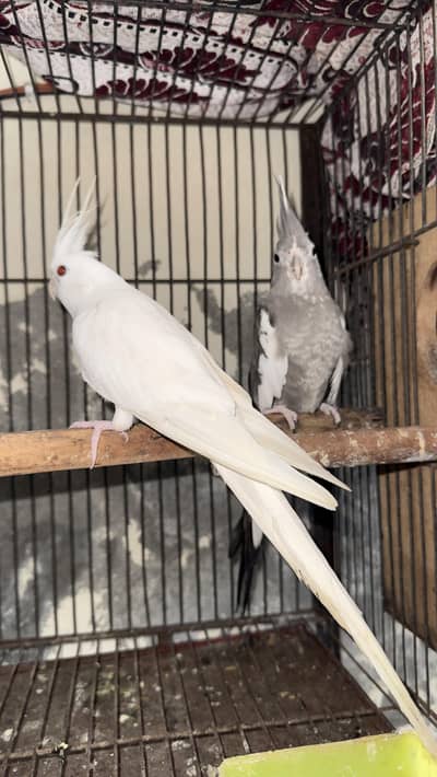 cocktail breeder pair