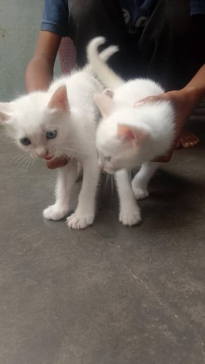 Persian doll white