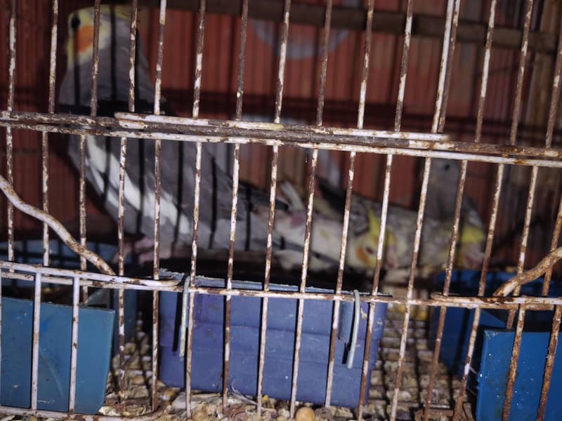 koctail 2