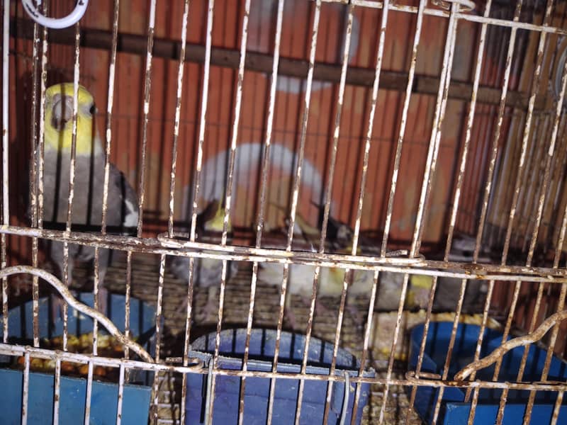 koctail 3