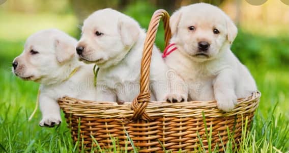 British Labrador Puppies for Sale _ labra puppies | lab pups