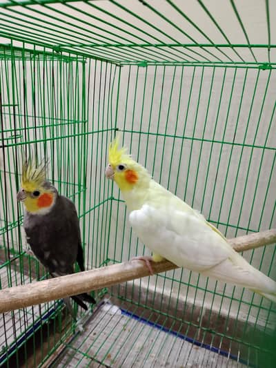 Cockatiel parrots pair