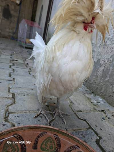 Polish male for urgent sale
