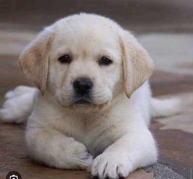 British Labrador Puppies for Sale _ labra puppies | lab pups