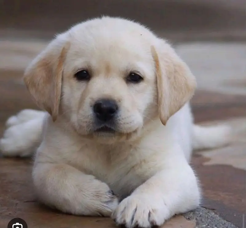 British Labrador Puppies for Sale _ labra puppies | lab pups