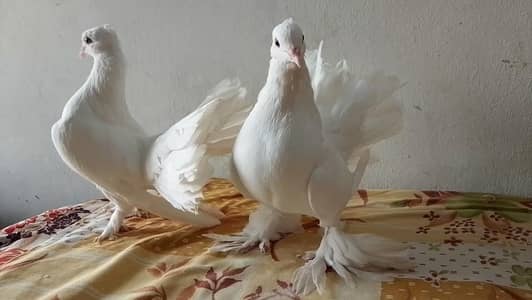 Indian Fantail (Lacky Kabotar)
