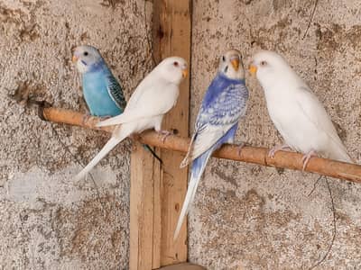 Bhjes and Love birds Avaliabe