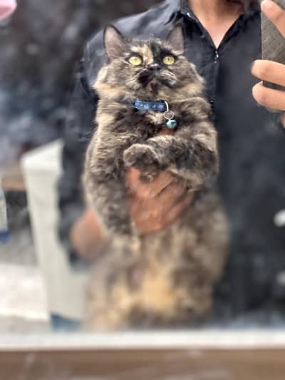 “Beautiful Persian Cats for Sale – Healthy & Active”